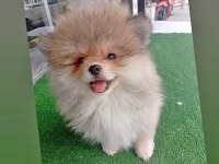 Tuvalet Eğitimli Pomeranian Boo Çok Akıllı