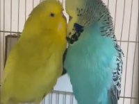 Üst vasıf show Jumbo çift muhabbet kuşu