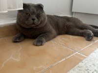 Ücretsiz sahiplendirme scottish fold 2 yaşında