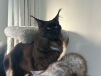 Saf kan xxl şecereli maine coon yavruları