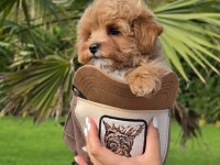 Eğitilebilir Maltipoo Yavruları ile Evinize Neşe Katın