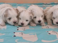 Kore maltese bebek köpekler