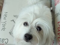 Temiz 7 aylık maltese terrier dişi sevimli köpeğimiz