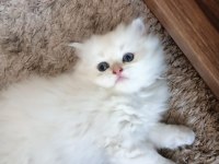 Irk garantili british longhair kedisi