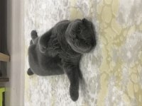 Uyumlu Sakin Scottish Fold Kızımız