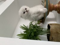 Teslime hazır scottish fold yavrularımız