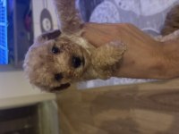 Sağlıklı ve Neşeli Cins Yavru Köpekler