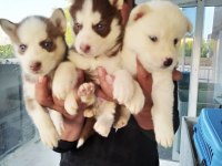 Yakışıklı Husky yavrular