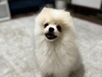 5 aylık aşılar tam erkek eğitimli pomeranian