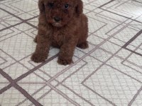 0 VE 1 NUMARA TOY POODLE BEBEKLERİM