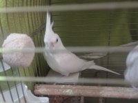 Albino kırmızı göz sultan papağanları