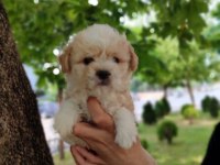 Maltipoo