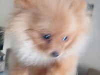 4 aylık pomeranian yer dolayısından vereceğim