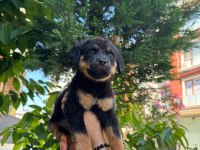 Alman Kökenli Rottweiler Yavruları