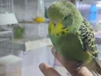 ELE ALIŞTIRMALIK YAVRU MUHABBET KUŞUMUZ