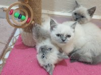British shorthair Blue Point Yavrular