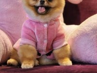 Yavru Köpeğimiz Pomeranian Boo