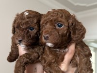 Tea cup toy poodle