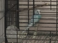 2 Aylık Yavru Muhabbet Kuşu