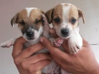 Kısa bacaklı jack russell yavrularımız