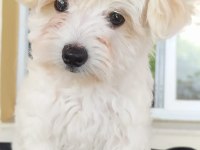 Maltese terrier