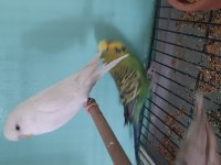 Albino kırmızı göz bilezikli sağlıklı sultan papağanı