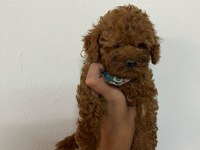 Toy poodle 2 aylık köpeğimiz
