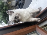 British longhair 8 aylık