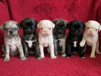 Egzotik Renk Pug Mops Yavruları