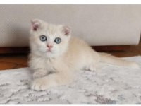 Safkan longhair kırık kulak renkli gözlü