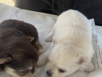 Mavi Gözlü Safkan Elma Kafa Chihuahua