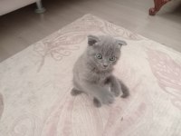 Orijinal british shorthair yavrular