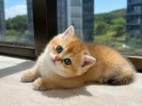 Ankaranın En Seçkin Golden British Shorthair Yavruları