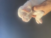 New Shade Plantiyum İsabella Erkek French Bulldog