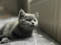Dişi Yavru British Shorthair Kayseri
