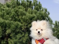 6 aylık pomeranian tüm malzemeleriyle birlikte
