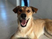Çok akıllı korumacı kısır melez köpeğimiz