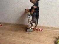 Yarışma sınıfı minyatür pinscher yavrusu son 1 tane
