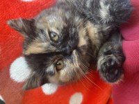 Tortoiseshell Kedimiz