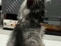 Çok acil 3 aylık uygun black smoke erkek Maine coon