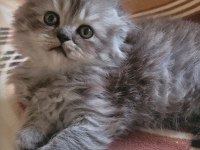 Scottish fold longhair dişi