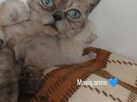5 ADET YAVRU MEVCUT BRİTİSH SHORTHAİR
