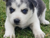 Maviş gözlü Safkan Husky minikler