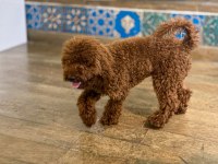 Köpeğimiz Danten aile arıyor