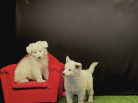 Beyaz Alman Kurdu Yavruları