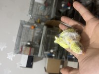 BEBEK MUHABBET KUŞLAR