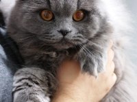 Çifleştirmek için beyaz erkek kedi arıyorum