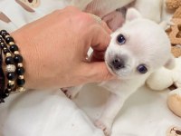 Dünya Tatlısı Chihuahua Yavruları