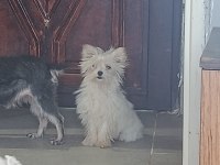 Tatlış Yorkshire Terrier Bebek