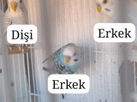 Sahiplendirme erkek dişi muhabbet kuşu